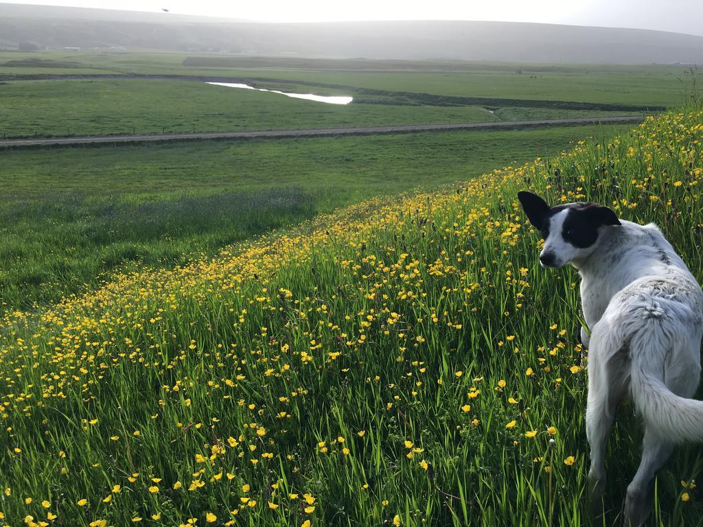 Öndólfsstaðir Farm B&B Laugar  Exterior foto